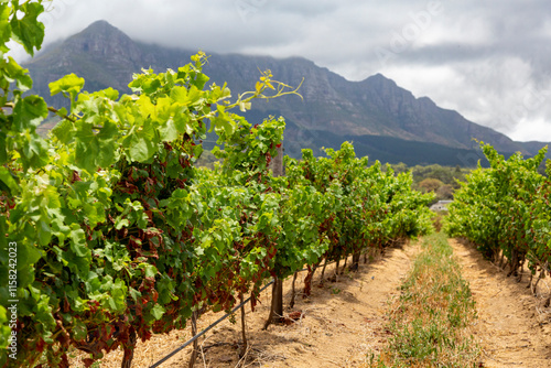 Vineyards in the Stellenbosch area in Western Cape of South Africa