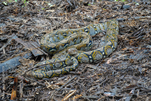 Python on the ground. Reticulated python (Malayopython reticulatus) with body coiled on the ground. Python in the wild. photo