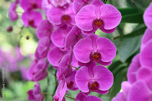 Pink Phalaenopsis orchids or moth orchids blooming in ornamental garden