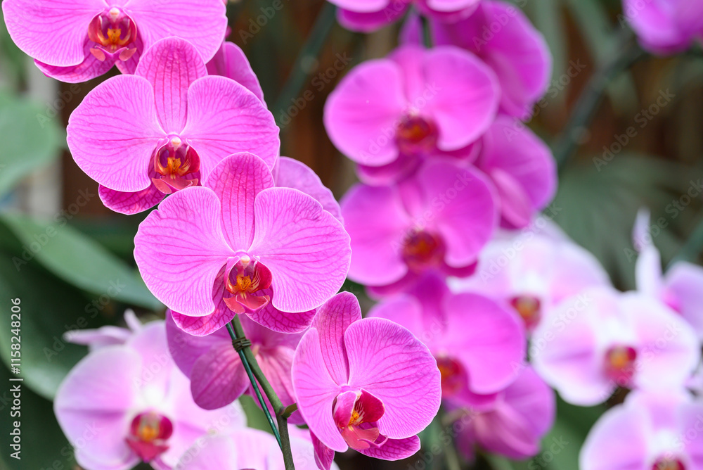 Pink Phalaenopsis orchids or moth orchids blooming in ornamental garden