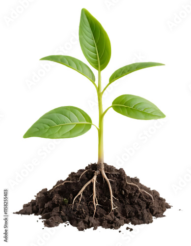 young plant growing from soil isolated