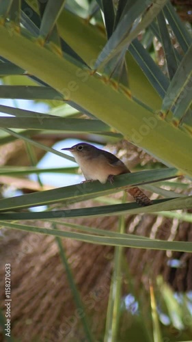 pajarito cantando sobre un arbol de hojas verdes