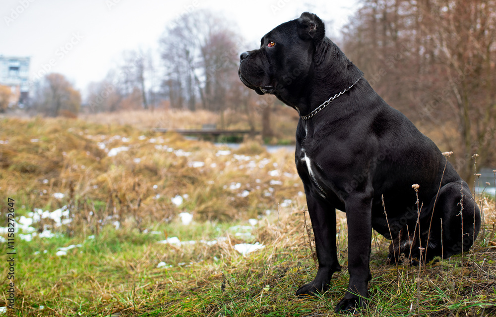 A black dog of the Cane Corso breed is sitting sideways on the grass. The dog has a nice muscular body. The dog is looking intently at something. Dog training. The photo is horizontal and blurry A black dog of the Cane Corso breed is sitting sideways on the grass. The dog has a nice muscular body. The dog is looking intently at something. Dog training. The photo is horizontal and blurry