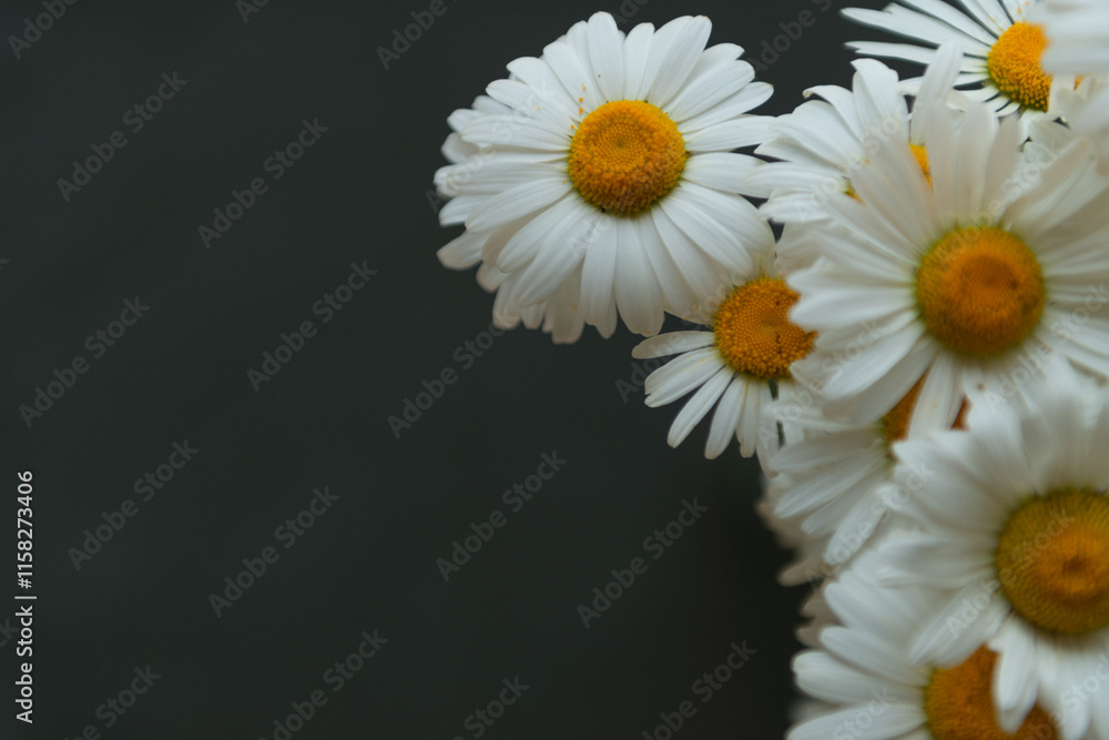 Fototapeta premium chamomile flowers on a dark background