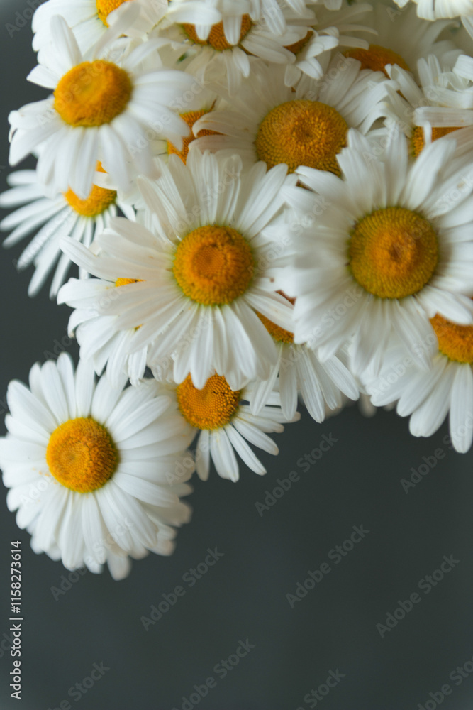 Fototapeta premium chamomile flowers on a dark background