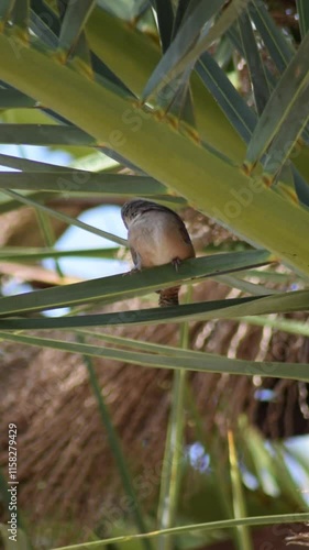 pajarito marron sobre un arbol bañandose