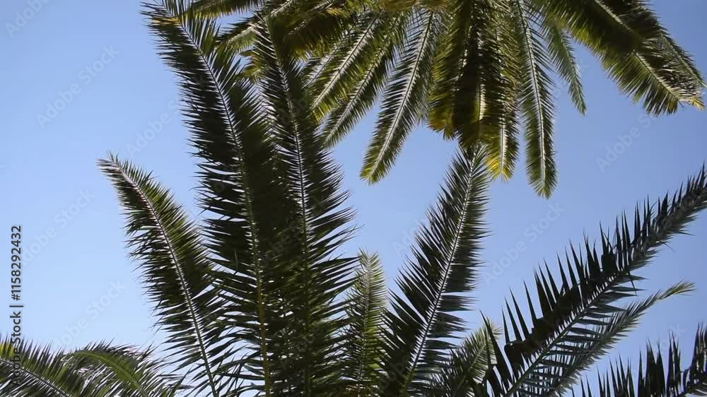 hojas de palmeras moviendose con el viento cielo celeste hojas de palmeras moviendose con el viento cielo celeste