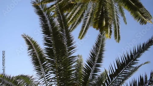 hojas de palmeras moviendose con el viento cielo celeste