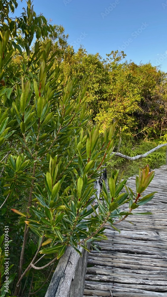 Naklejka premium Young branches of mangrove trees push through a wooden bridge