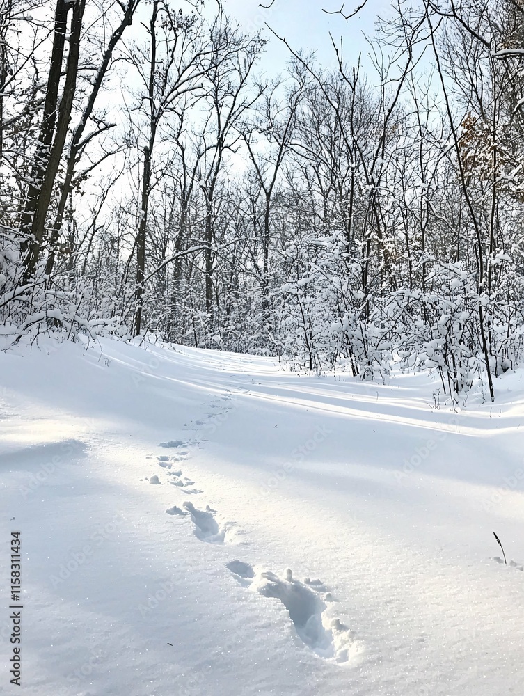 Fototapeta premium Majestic winter trees draped in fresh snow tower over a serene landscape, while scattered animal tracks suggest the presence of wildlife in the tranquil, frosty forest.
