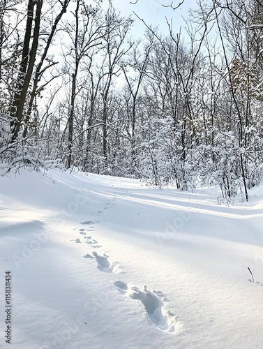 Majestic winter trees draped in fresh snow tower over a serene landscape, while scattered animal tracks suggest the presence of wildlife in the tranquil, frosty forest. photo