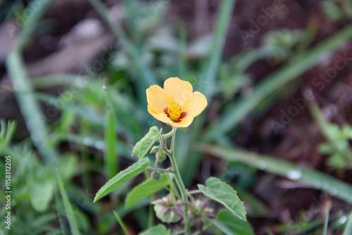 flower of Pseudabutilon virgatum wild species native to Argentina photo