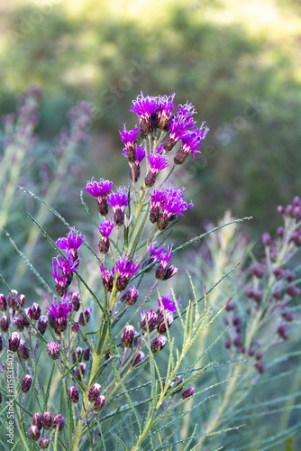 Vernonanthura nudiflora that grows wild in the mountains photo