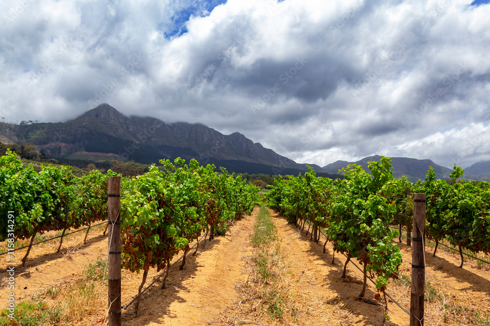 Vineyards in the Stellenbosch area in Western Cape of South Africa