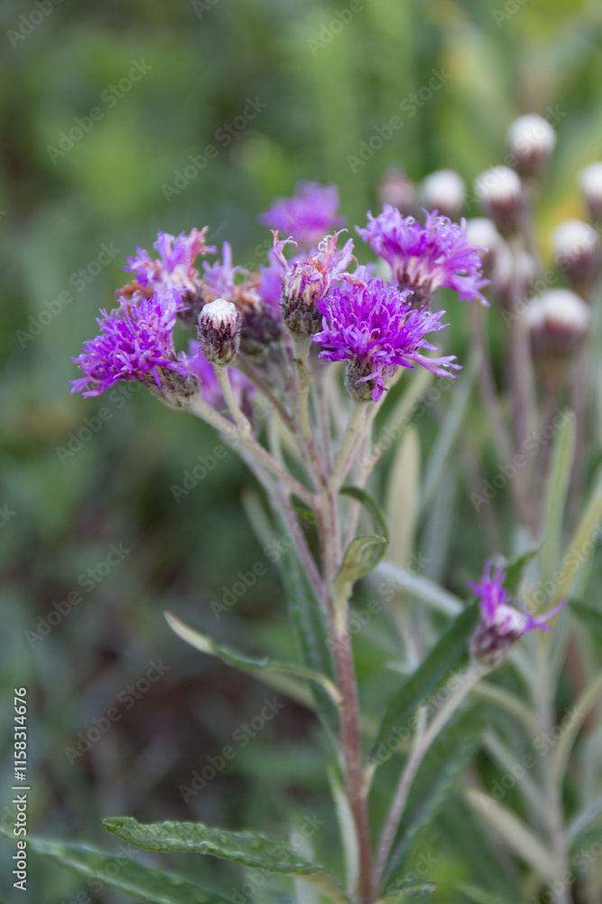 Vernonia mollisima flowering in the mountains Vernonia mollisima flowering in the mountains