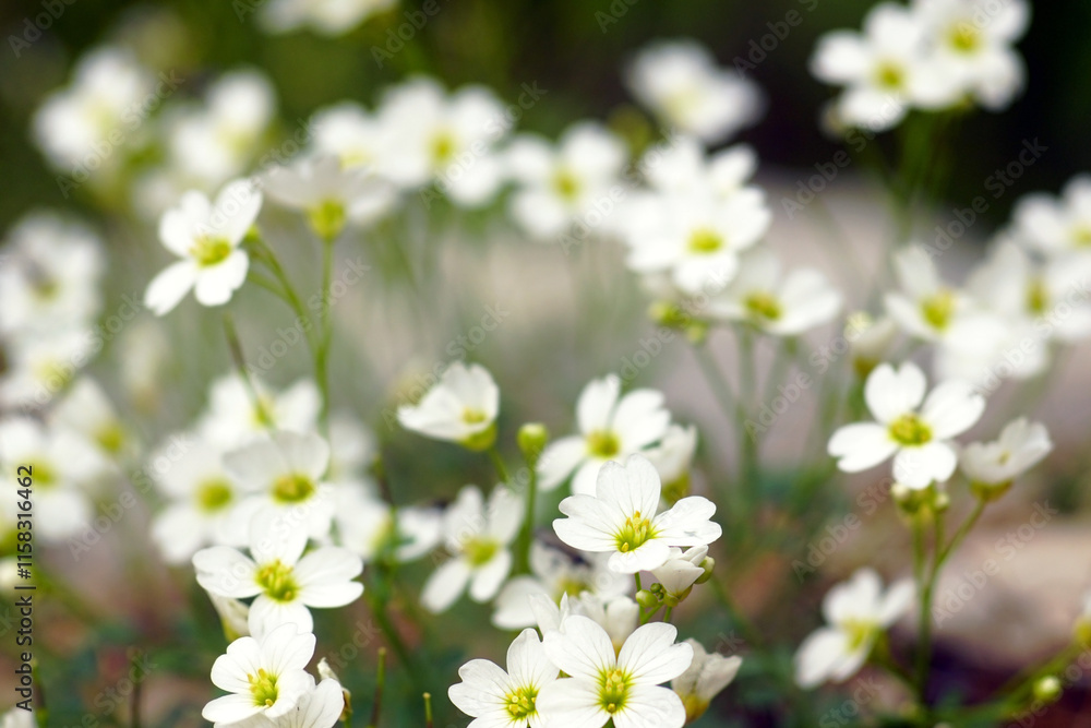 Arabis alpina in bloom close-up: delicate white flowers with four petals, green center and yellow stamens. Plants in the spring mountains of Montenegro: Alpine rock-cress in the Orjen Nature Park. Arabis alpina in bloom close-up: delicate white flowers with four petals, green center and yellow stamens. Plants in the spring mountains of Montenegro: Alpine rock-cress in the Orjen Nature Park.