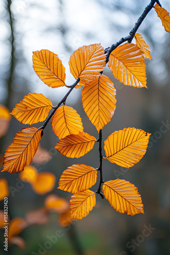 Beautiful orange and yellow autumn leaves against a blurry park background, natural autumn scenery photo