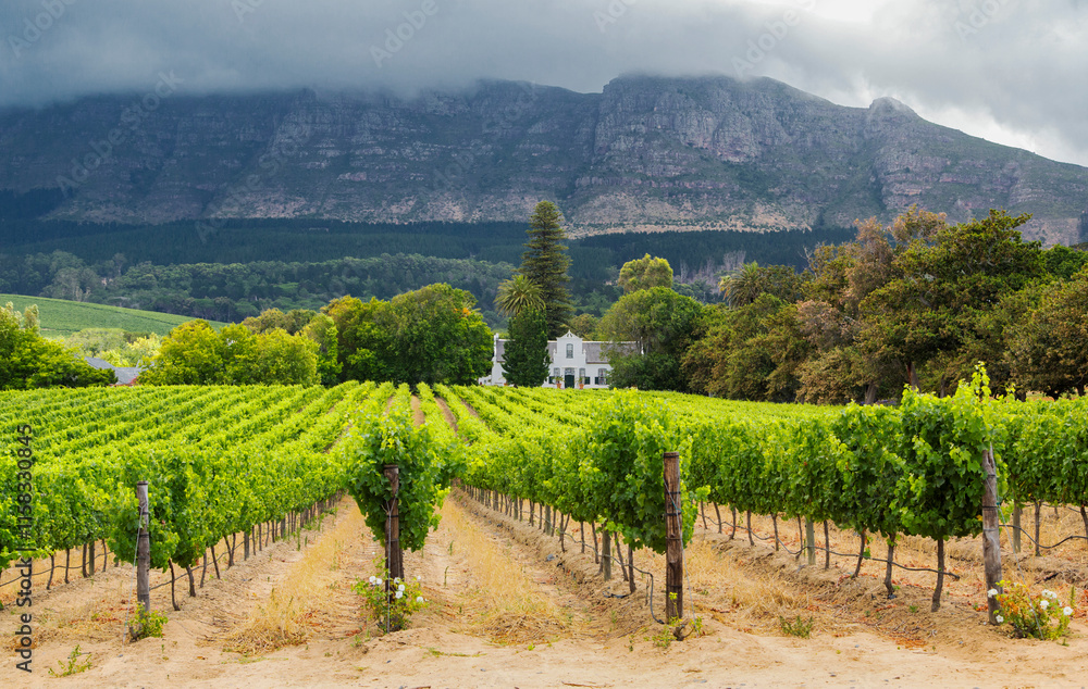 Picturesque vineyard landscape in the Constantia wine region in the Western Cape of South Africa with Cape Dutch- style building and dramatic mountain ranges in the background