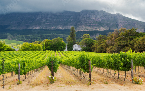 Obraz na płótnie Picturesque vineyard landscape in the Constantia wine region in the Western Cape of South Africa with Cape Dutch- style building and dramatic mountain ranges in the background w salonie