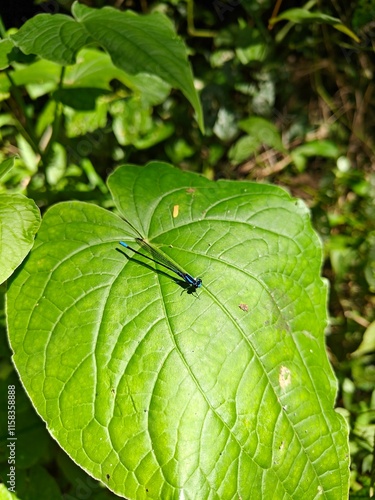 Caballito del Diablo posado sobre un hoja de planta verde