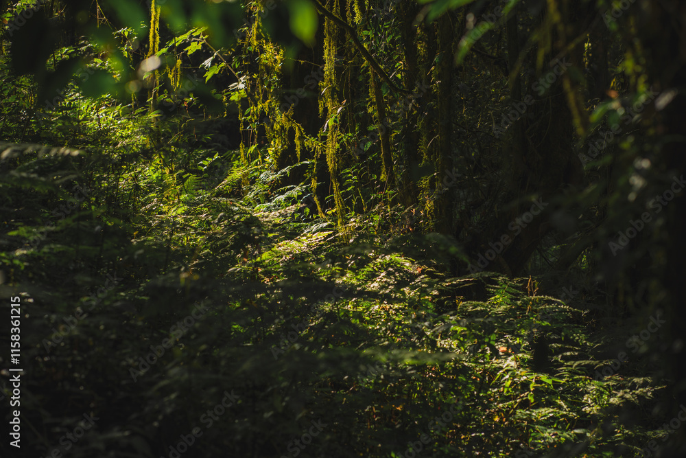 travel and people activity concept with hiking in tropical forest on mountain travel and people activity concept with hiking in tropical forest on mountain