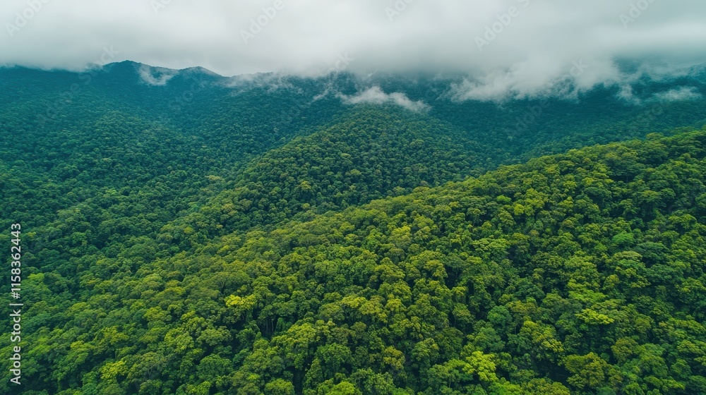 A forest with a lot of trees and a cloudy sky A forest with a lot of trees and a cloudy sky