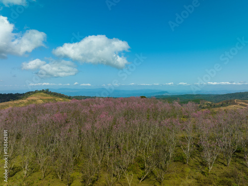 Aerial view of a lush forest with vibrant pink blossoms under a bright blue sky. The scenic landscape features rolling hills and distant mountains evoking a sense of tranquility and natural beauty photo