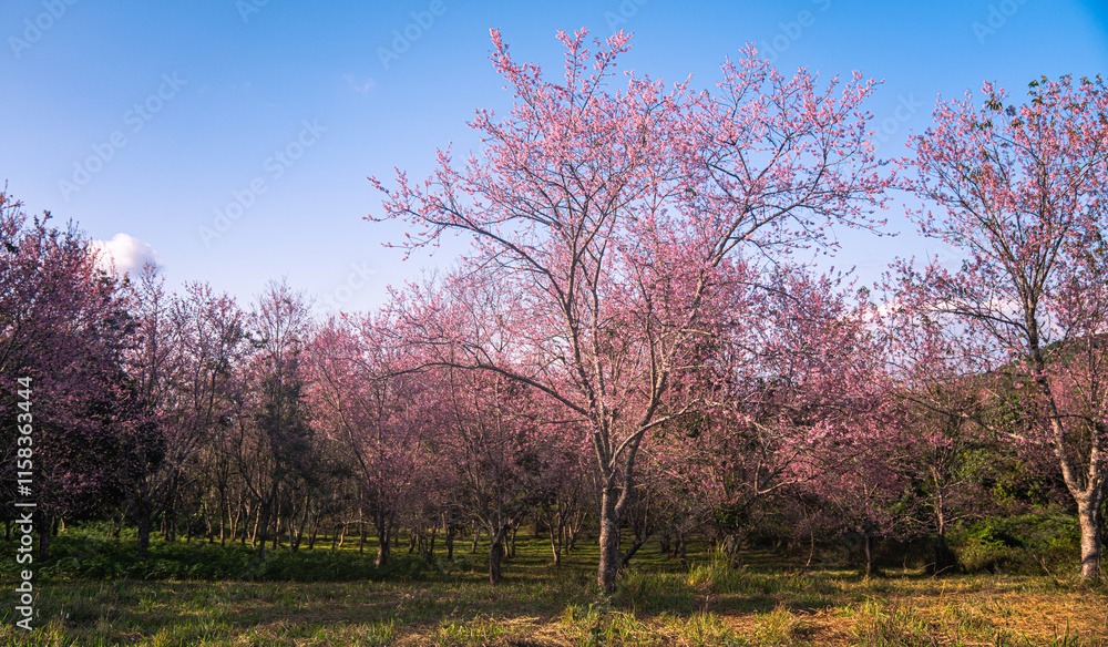 A vibrant close-up of cherry blossom branches in full bloom, set against a deep blue sky. The image captures the delicate pink flowers and budding blossoms, evoking the beauty of springtime renewal. A vibrant close-up of cherry blossom branches in full bloom, set against a deep blue sky. The image captures the delicate pink flowers and budding blossoms, evoking the beauty of springtime renewal.