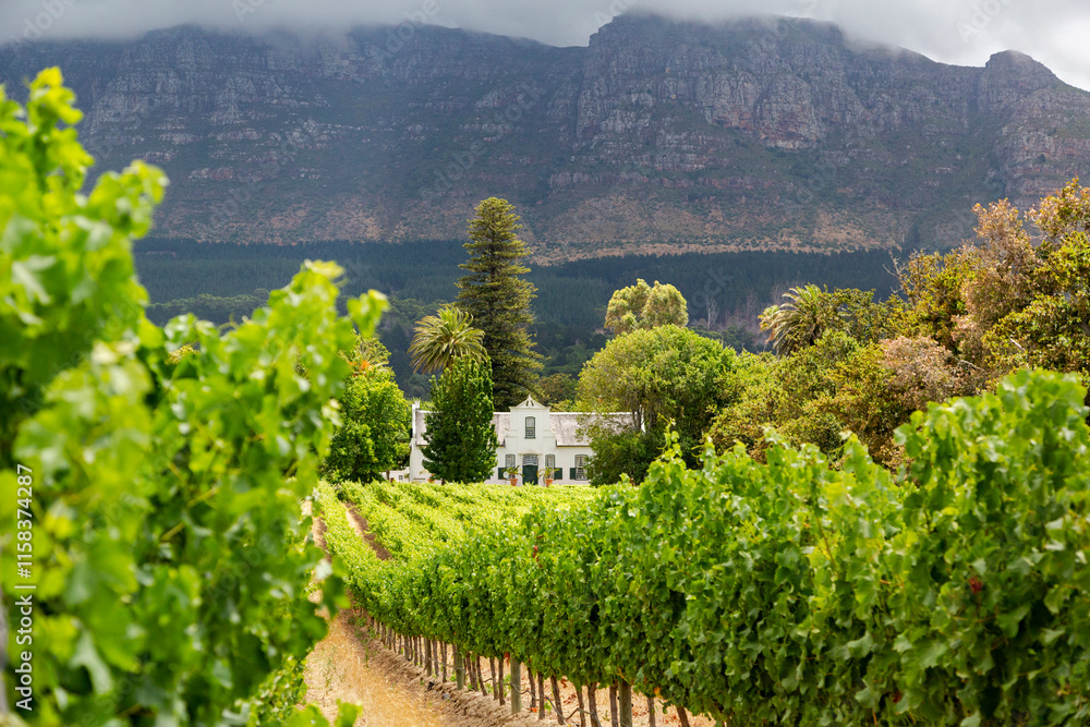 Picturesque vineyard landscape in the Constantia wine region in the Western Cape of South Africa with Cape Dutch- style building and dramatic mountain ranges in the background