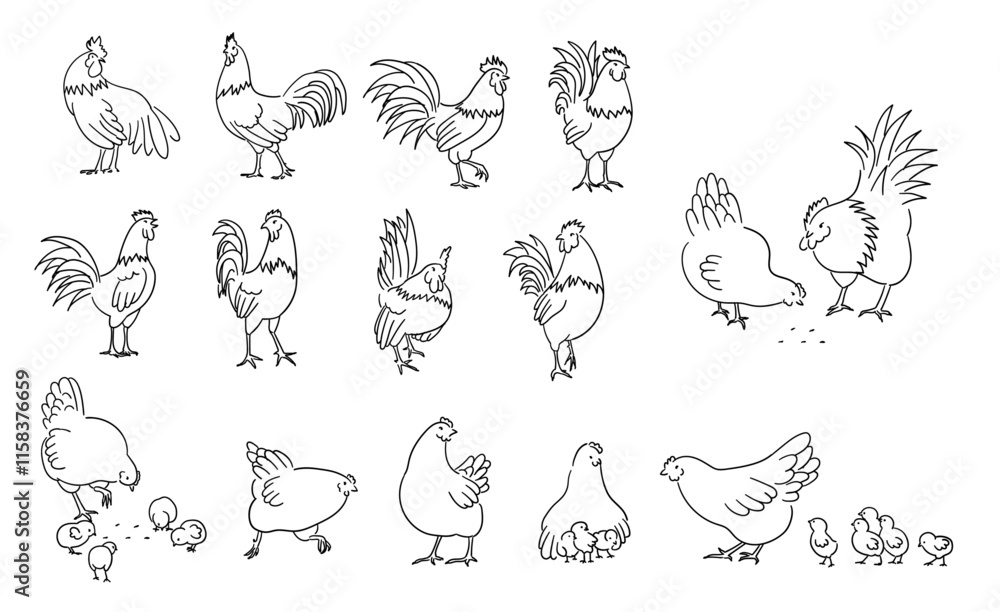 Hand drawn full body of chicken hen and rooster, domestic chicken illustration Hand drawn full body of chicken hen and rooster, domestic chicken illustration