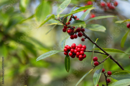 A wild holly tree found in a cypress swamp wetland in Tarpon Springs, Florida. It might be dahoon holly (Ilex cassine), but please check with an expert if accuracy matters for your project. photo