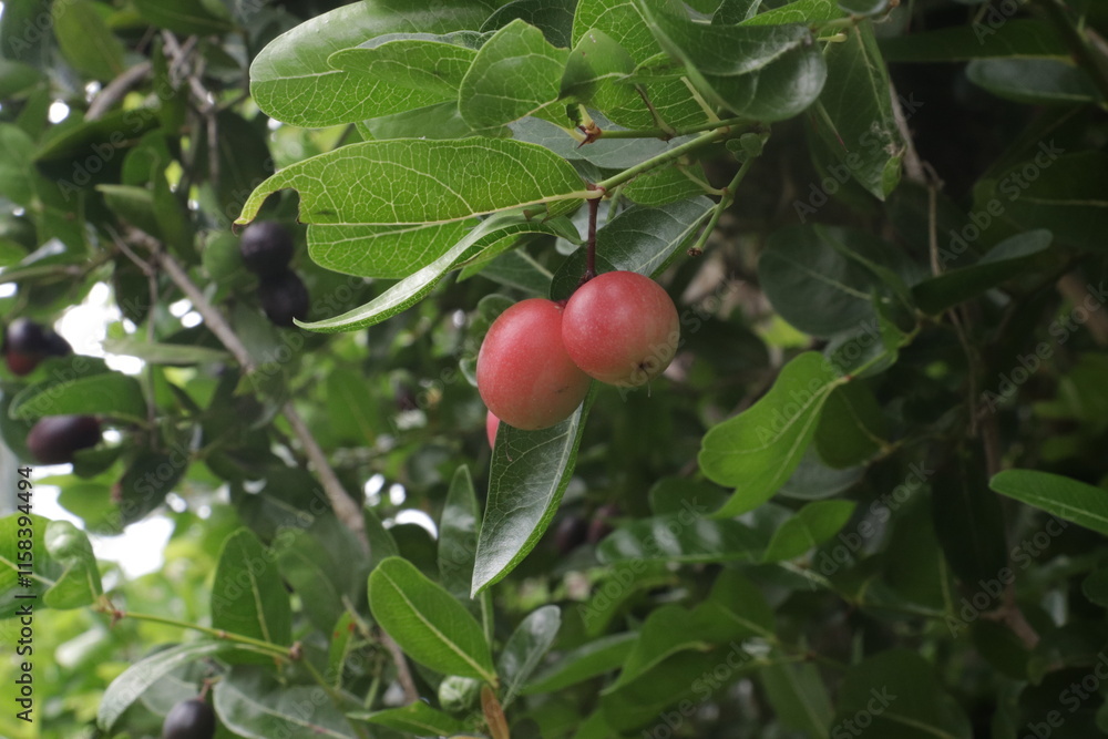 cherries on a tree thailand 2 cherries on a tree thailand 2