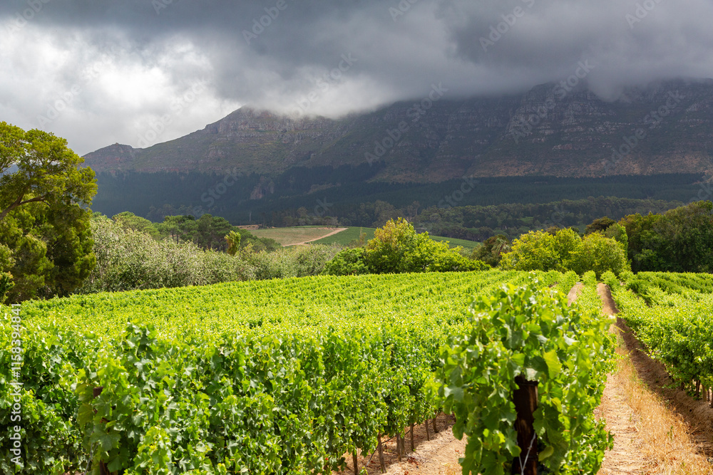 Picturesque vineyard landscape in the Constantia wine region in the Western Cape of South Africa with dramatic mountain ranges under a cloudy, moody sky
