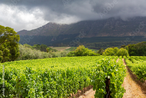 Obraz na płótnie Picturesque vineyard landscape in the Constantia wine region in the Western Cape of South Africa with dramatic mountain ranges under a cloudy, moody sky w salonie
