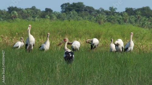 Group migration Maguari Stork bird tropical wild nature in rainforest savanna photo