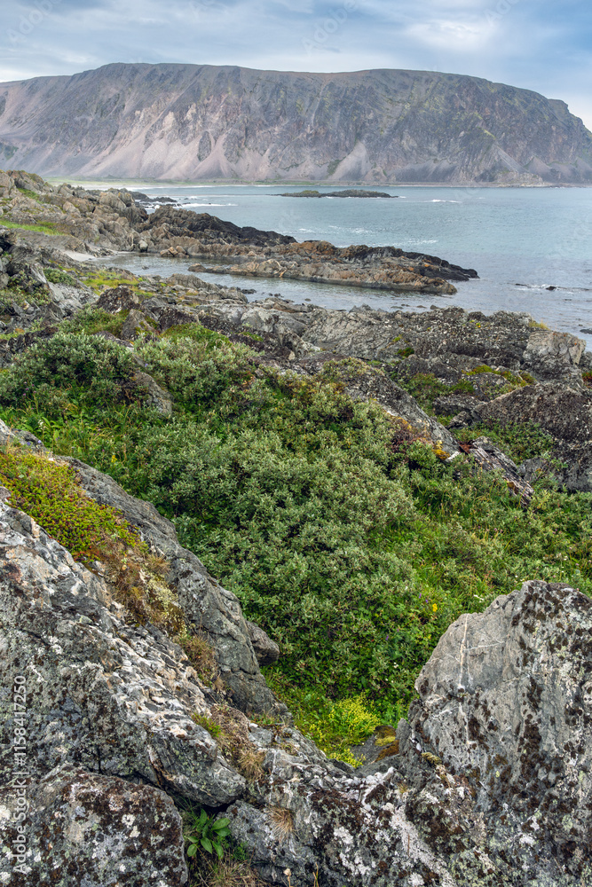 Fototapeta premium Rocky coastline and shallow willow brush. Berlevåg, Finnmark, Northern Norway