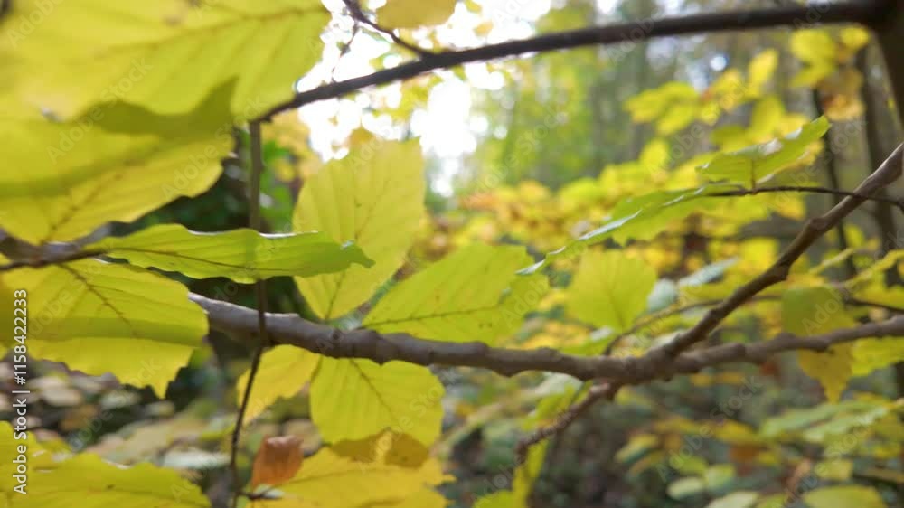 Close-up of vibrant autumn leaves in shades of green and yellow, captured in a serene forest setting. Close-up of vibrant autumn leaves in shades of green and yellow, captured in a serene forest setting.