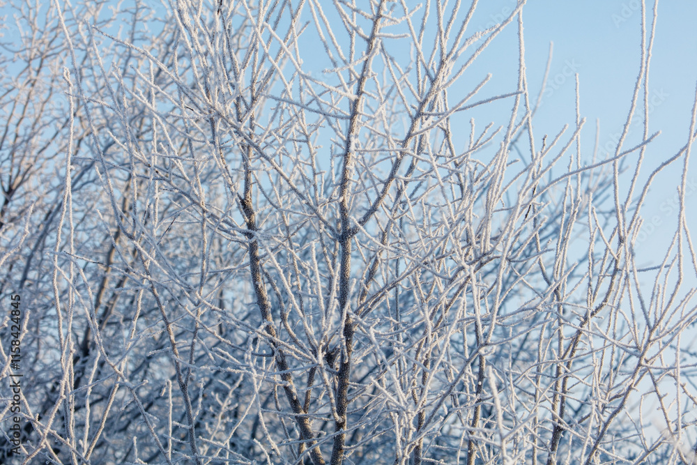 A tree with a lot of snow on it is in front of a blue sky A tree with a lot of snow on it is in front of a blue sky