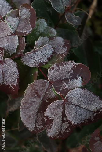 Frost on red leaves of Mahonia aquifolium bush in the garden. Mahonia bush on winter photo