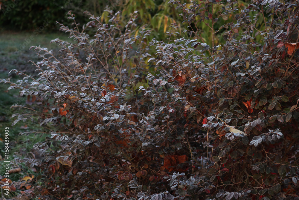 Loropetalum japonica or Loropetalum chinense f. rubrum 'Fire Dance' bush covered by frost in the garden on winter Loropetalum japonica or Loropetalum chinense f. rubrum 'Fire Dance' bush covered by frost in the garden on winter