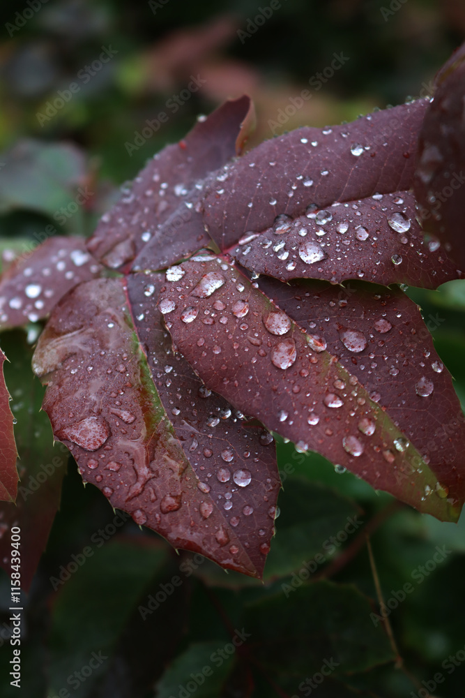 Raindrops on red leaves of Mahonia aquifolium bush in the garden. Mahonia bush Raindrops on red leaves of Mahonia aquifolium bush in the garden. Mahonia bush
