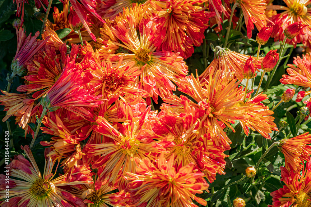 Beautiful Wallpaper of different chrysanthemum flowers Beautiful Wallpaper of different chrysanthemum flowers