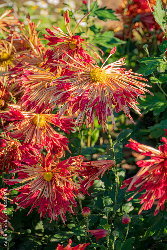 Beautiful Wallpaper of different chrysanthemum flowers Beautiful Wallpaper of different chrysanthemum flowers