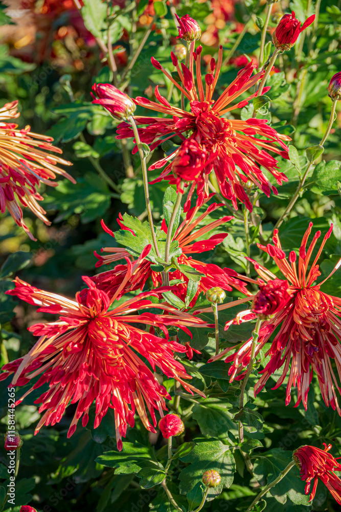 Beautiful Wallpaper of different chrysanthemum flowers Beautiful Wallpaper of different chrysanthemum flowers