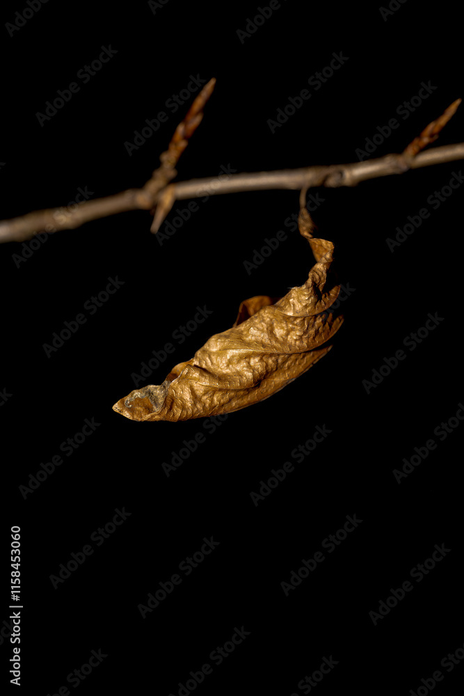 Fototapeta premium dried leaves on a branch