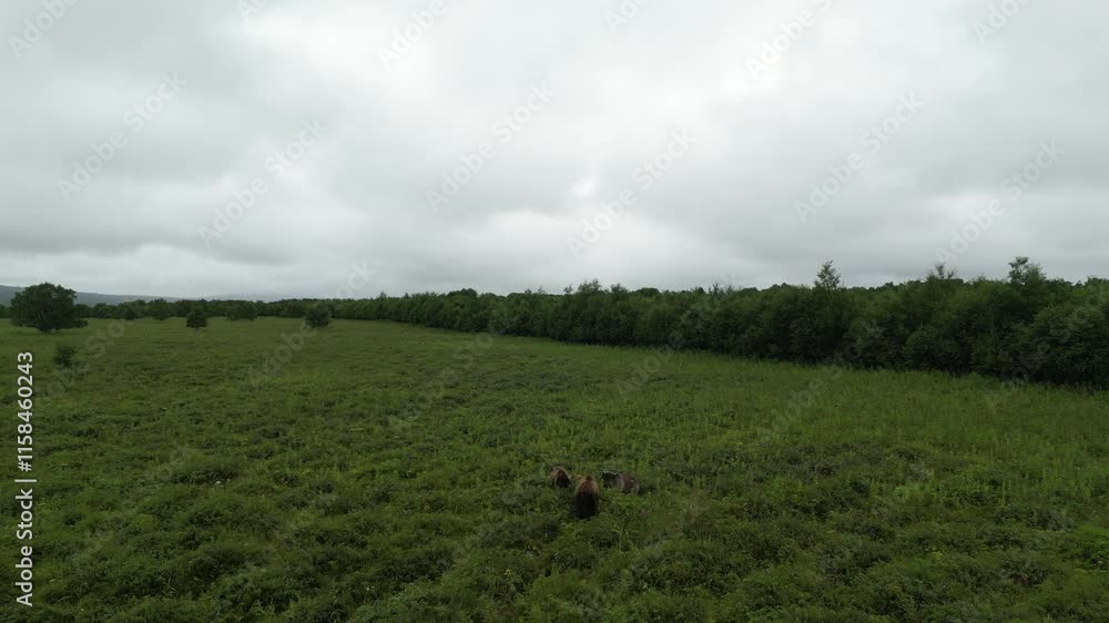 Bears in their natural habitat. A quiet open field abundantly filled with lush greenery, providing a beautifully peaceful rural landscape to enjoy. Kamchatka Bears in their natural habitat. A quiet open field abundantly filled with lush greenery, providing a beautifully peaceful rural landscape to enjoy. Kamchatka