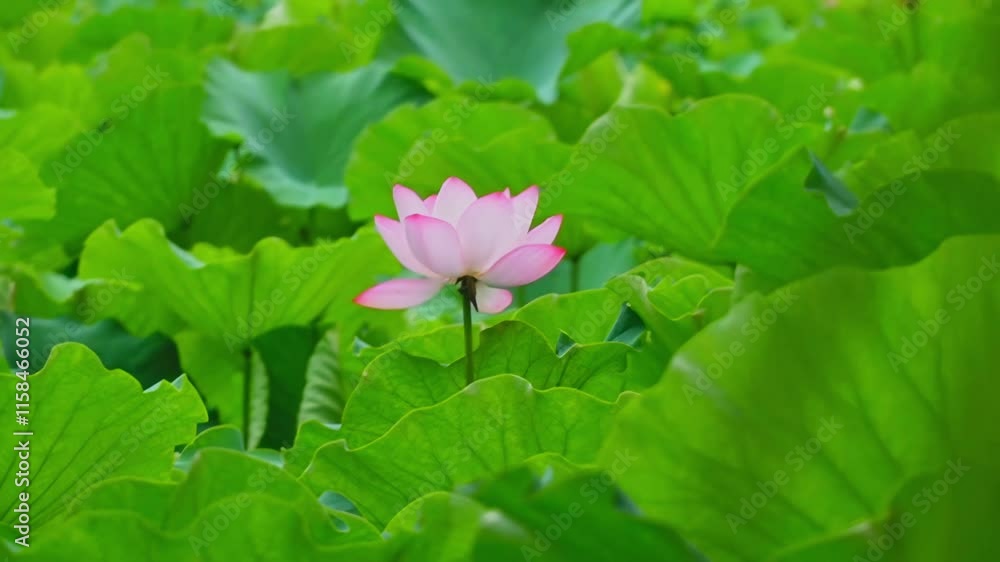 Experience the Splendor of Lotus Blossoms at Guihu Park and Embrace Good Fortune This Season Experience the Splendor of Lotus Blossoms at Guihu Park and Embrace Good Fortune This Season