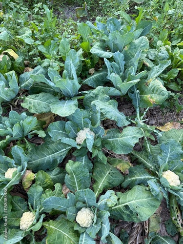 Cauliflower growing in the garden