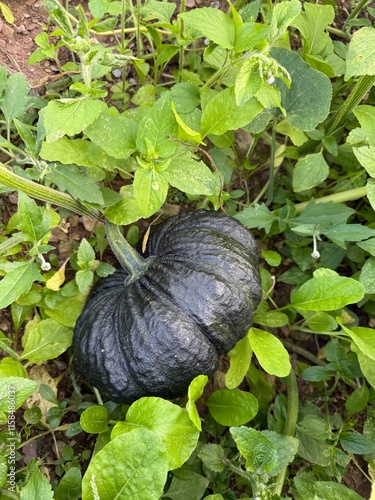 pumpkin growing in the garden