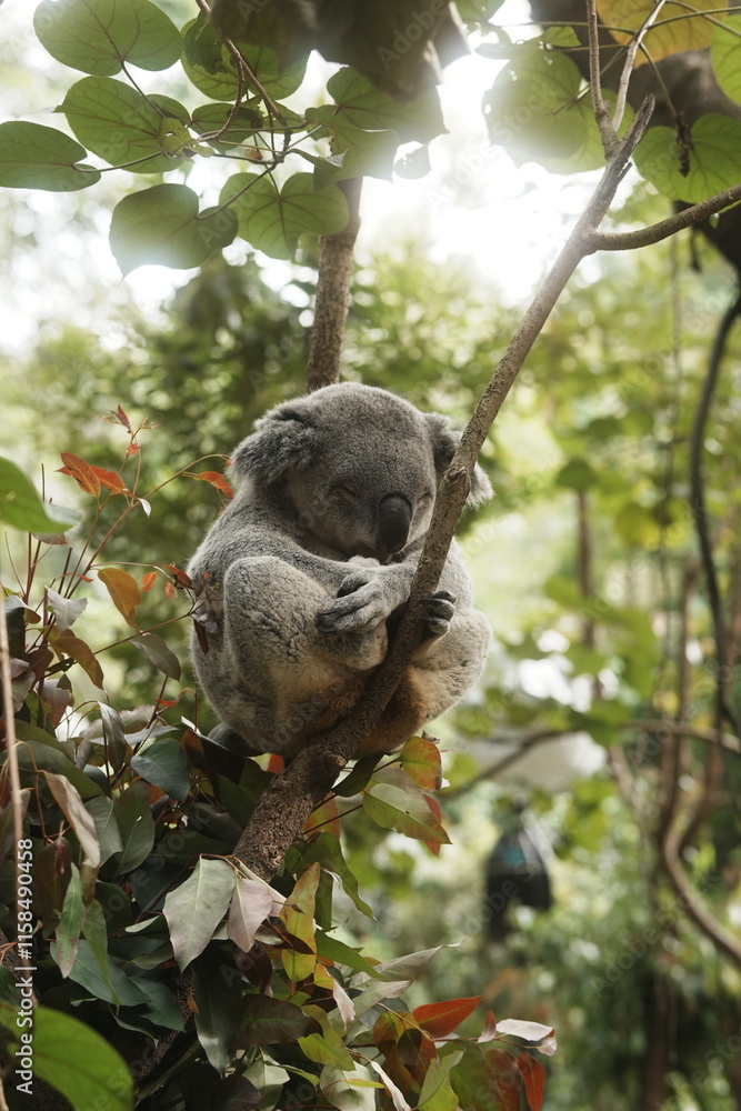 Fototapeta premium koala in a tree